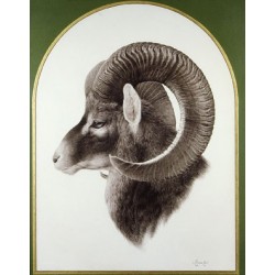 MORICZ Karl Ivan (1941 - ) (ANIMALISTA) --HUNGARIAN / ARGENTINIAN-- Mouflon (patagonian goat)""